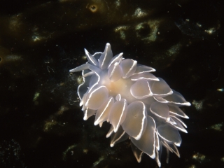 White-lined dirona nudibranch-Pender Islands, British Columbia