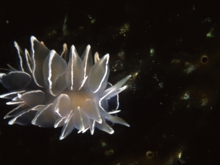 White-lined dirona nudibranch-Tilly's cave, Pender Islands
