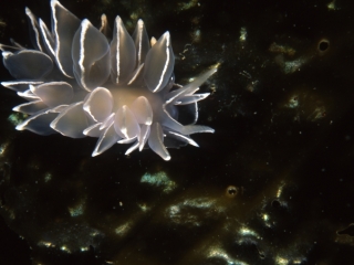 White-lined dirona nudibranch