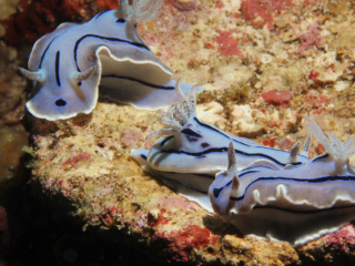 Willan's Chromodoris nudibranchs-Anilao, Philippines