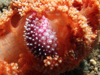 Wilson's Egg cowrie-Anilao, Philippines