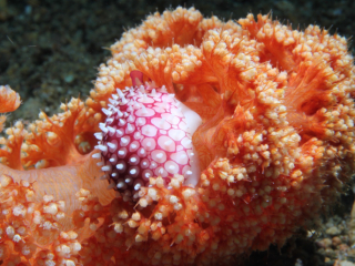 Wilson's Egg cowrie-Anilao