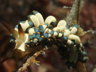 Yamasu's Cuthona nudibranch-Anilao, Philippines