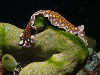 Yonow's Nembrotha nudibranch-Anilao