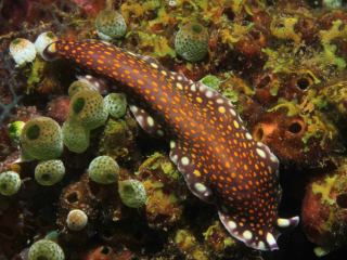 Yonow's Nembrotha nudibranch on sponge-Anilao, Philippines