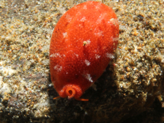 Zigzag cowrie-Anilao, Philippines