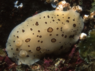 eopard dorid nudibranch-Pender Islands, British Columbia