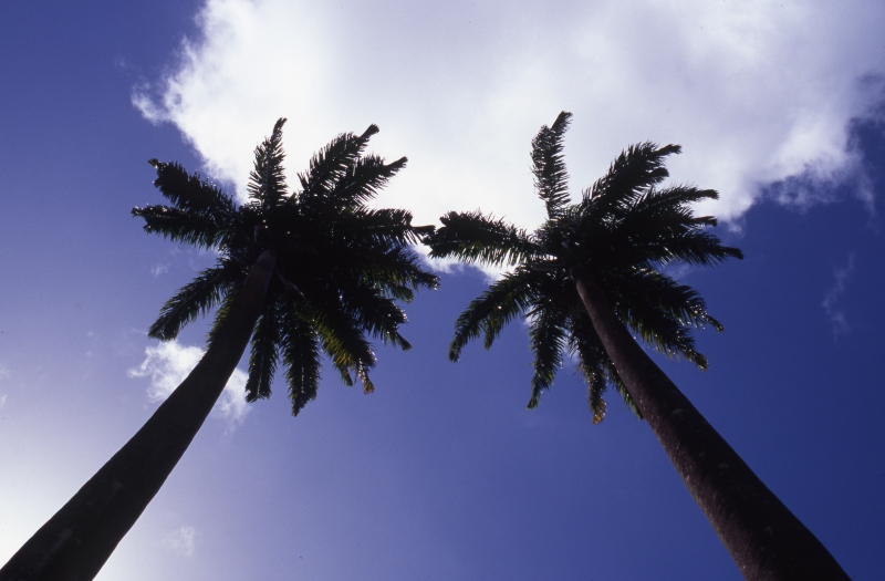 Coconut trees touching the sky-St. Vincent Botanical Gardens