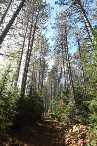 Dahl Forest Path (dig)-Kawartha Lakes Ontario