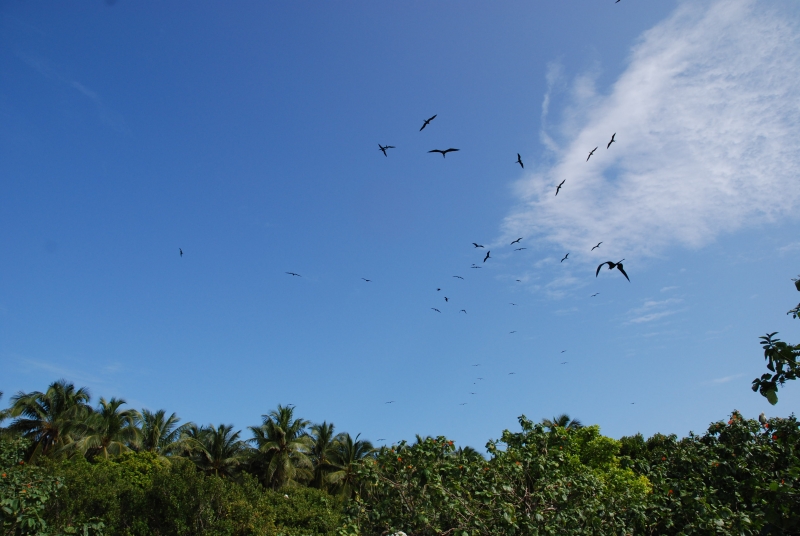Frigate birds (dig)-Half Moon Caye, Belize
