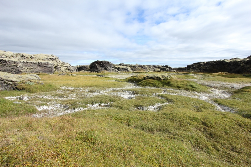 Lakagigur, Tjarnargigur crater with moss and dried white algae (dig)-Iceland