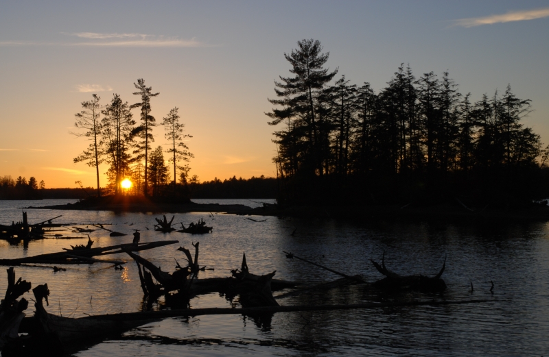 Swamp with fallen trees at sunset (dig)-Ontario