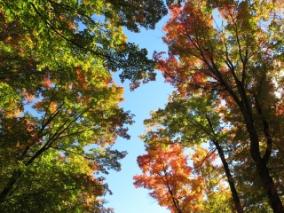 Autumn colours-Ontario