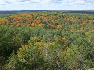 Centennial Ridges autumn trees (dig)-Algonquin Park