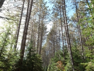 Dahl Forest Path (dig)-Kawartha Lakes Ontario