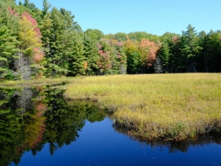 Swamp, Centennial Ridges-Algonquin Park