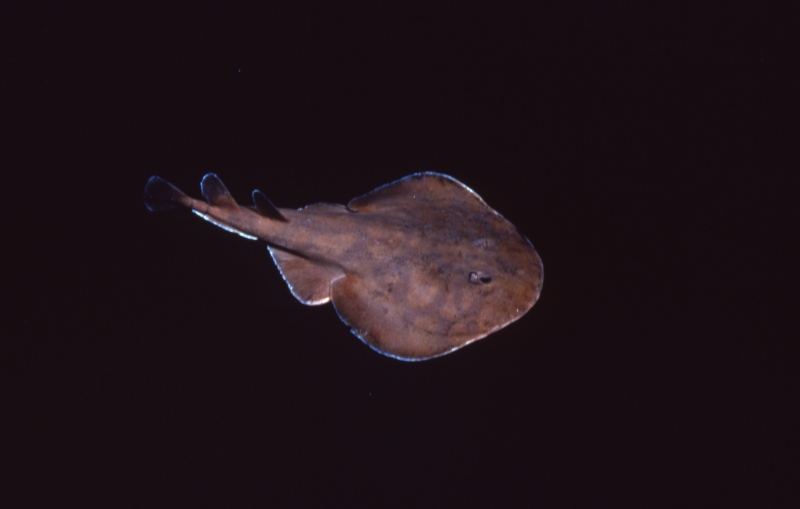 Lesser electric ray-Dominica