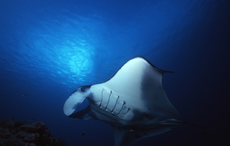 Manta ray at cleaning station-Yap, Micronesia