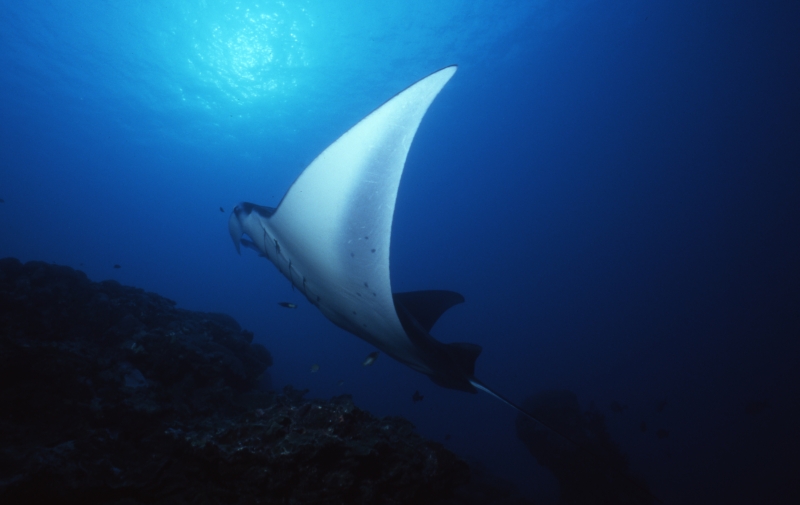 Manta ray swooping up from cleaning station-Yap