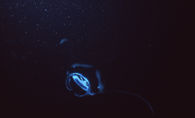 Manta ray with open mouth-Kona, Hawaii