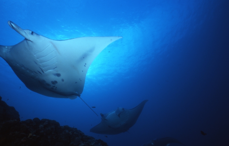Manta rays at cleaning station-Yap