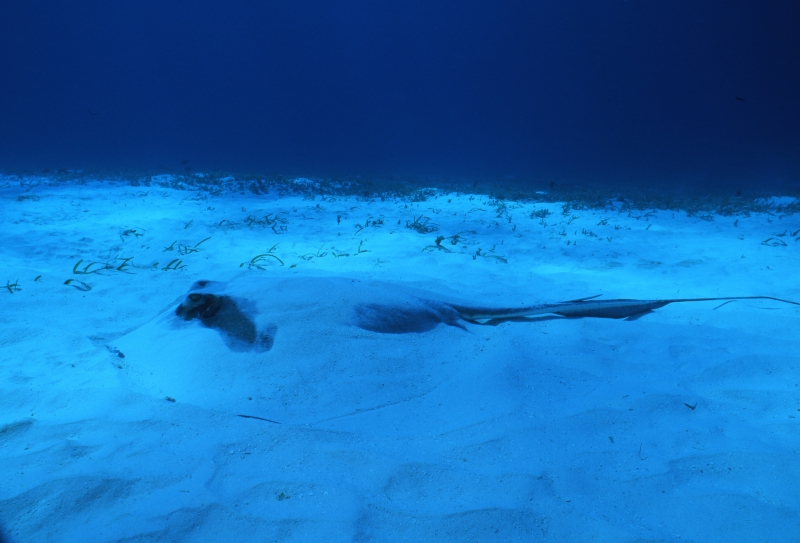 Southern stingray buried in sand-San Andreas