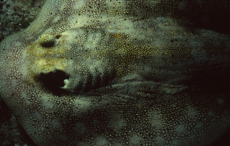 Yellow stingray dorsal surface-Exumas