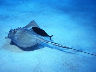 Southern stingray & Bar jack-Little Cayman Island