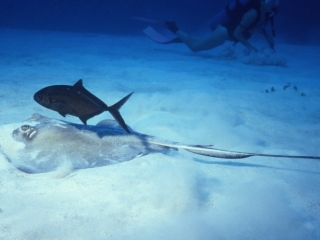 Southern stingray, Bar jack, & diver-Little Cayman