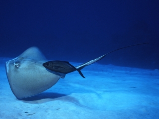 Southern stingray & Bar jack swimming together-Little Cayman Island