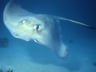 Southern stingray-Grand Cayman