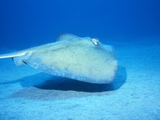 Southern stingray-Statia