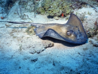 Southern stingray by reef-Statia