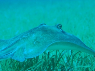 Southern stingray-Belize