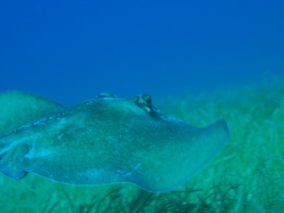 Southern stingray-Lighthouse reef, Belize