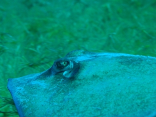 Southern stingray head-Belize