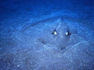 Southern stingray in sand-Saba