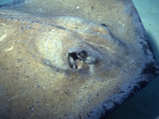 Southern stingray spiracle visible-Grand Cayman