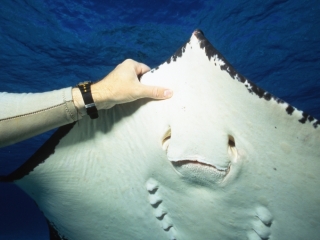 Southern stingray ventral surface-Grand Cayman Island