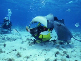 Southern stingrays & diver-Stingray City, Grand Cayman