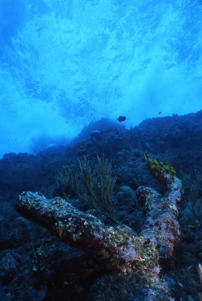 Anchor shaped coral and surf-Saba