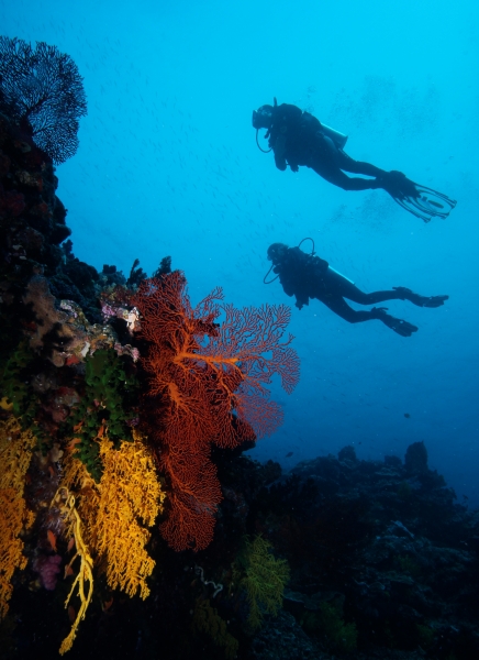 Divers over reef-Fiji