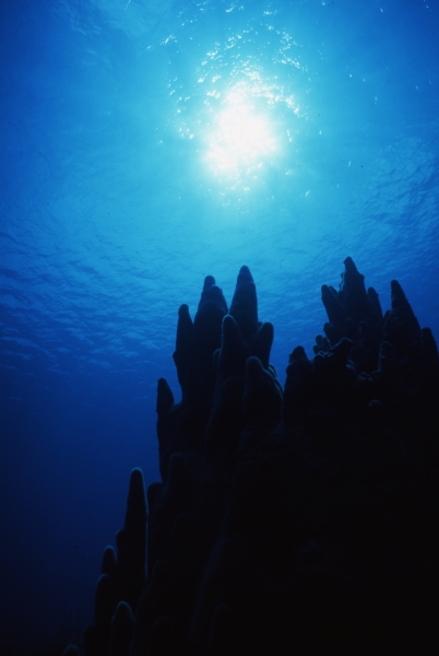 Pillar coral silhouette-San Andreas