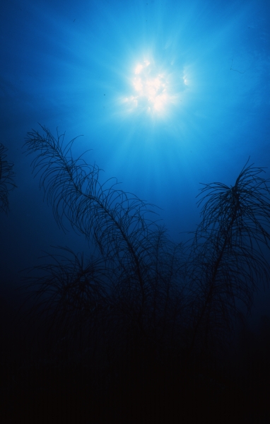 Sea plume silhouette-Bequia