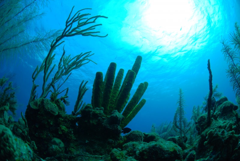 Sponges & corals-Belize