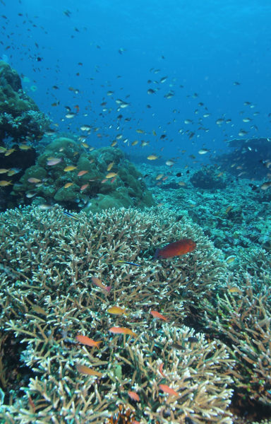 Staghorn Coral-Komodo, Indonesia
