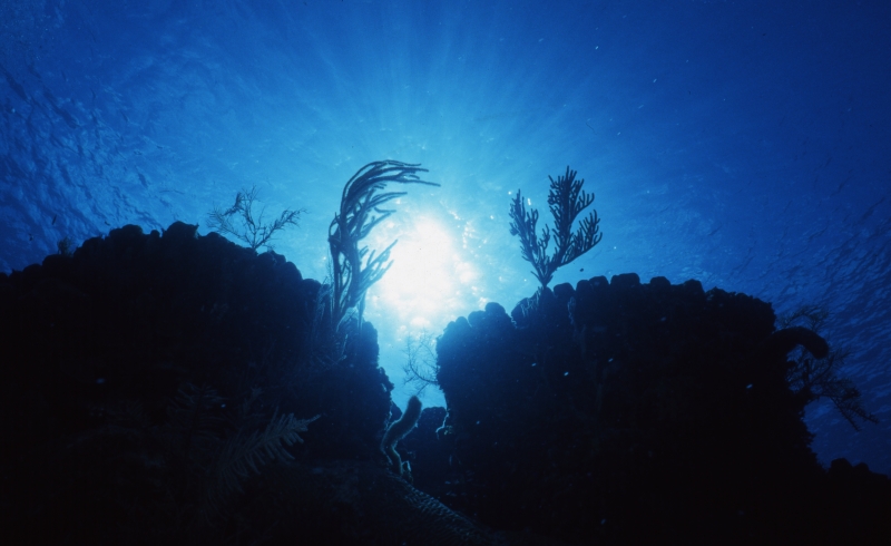 Twin Boulder corals silhouette-Little Cayman Island