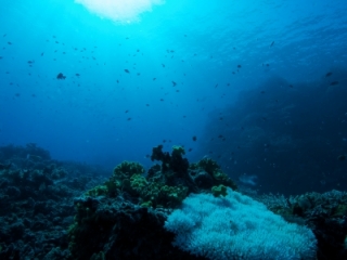 Acropora coral & sun-Fiji