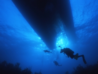 Blacktip reef shark & divers under boat-Exumas