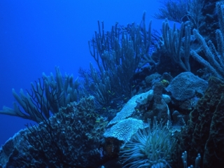 Corals-Saba